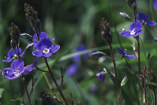 Wood Forget-me-not by Richard Perchard