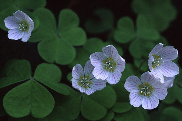 Wood Sorrel by Richard Perchard
