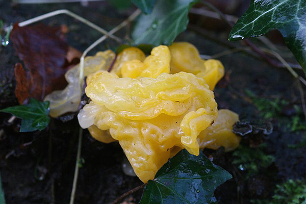 Yellow Brain by Richard Perchard