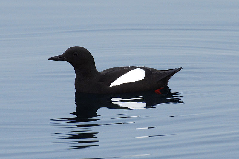 Black Guillemot by Bob Schmedlin