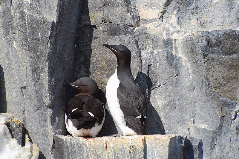 Brunnich's Guillemot by Bob Schmedlin