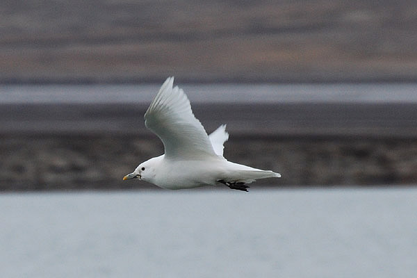 Ivory Gull by Bob Schmedlin