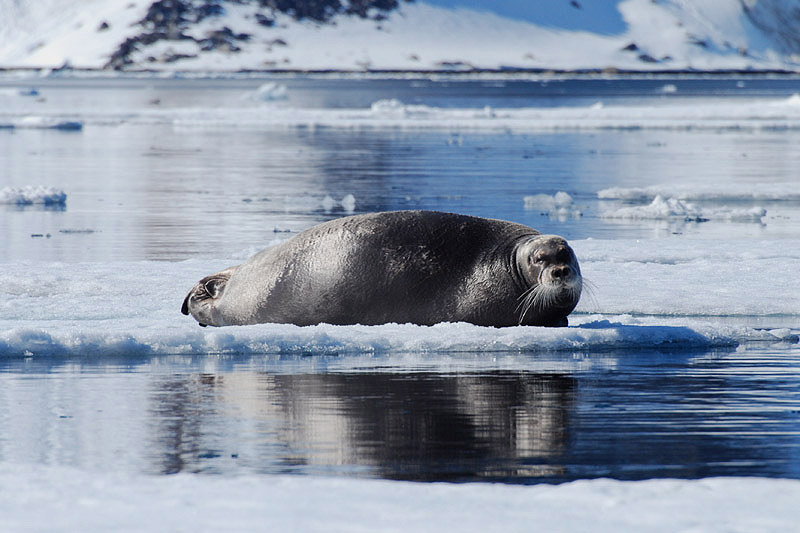 Bearded Seal by Bob Schmedlin