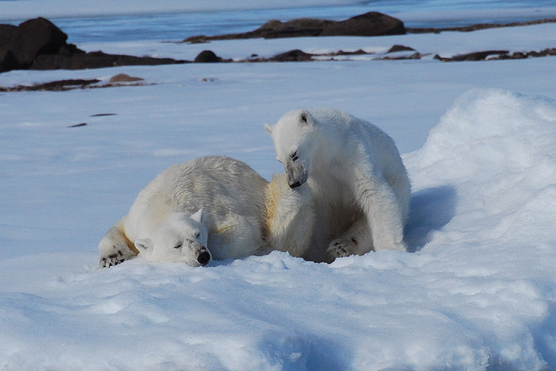Polar Bear by Bob Schmedlin