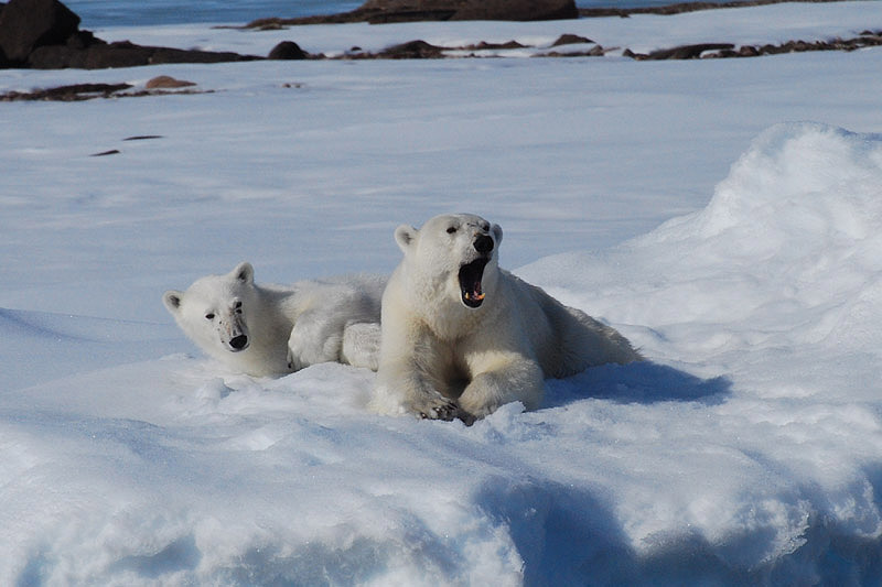Polar Bear by Bob Schmedlin