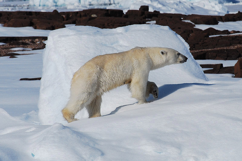Polar Bear by Bob Schmedlin
