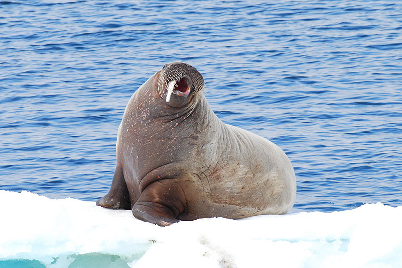 Walrus by Bob Schmedlin