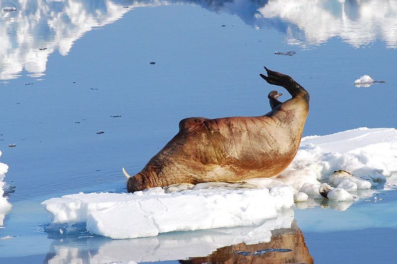 Walrus by Bob Schmedlin