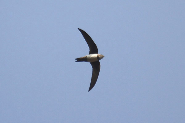 Alpine Swift by Mick Dryden