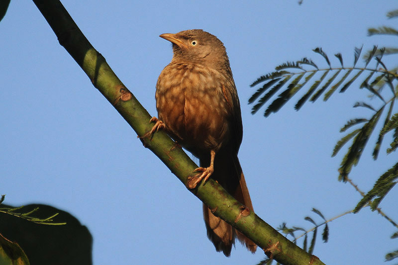 Jungle Babbler by Mick Dryden