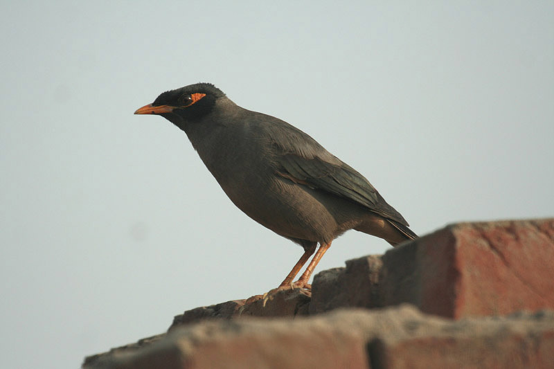 Bank Myna by Tony Paintin
