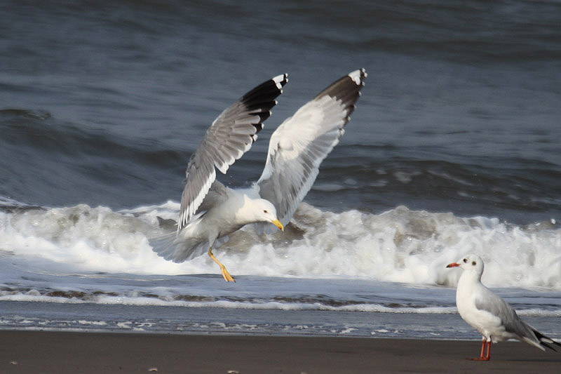Steppe Gull by Mick Dryden