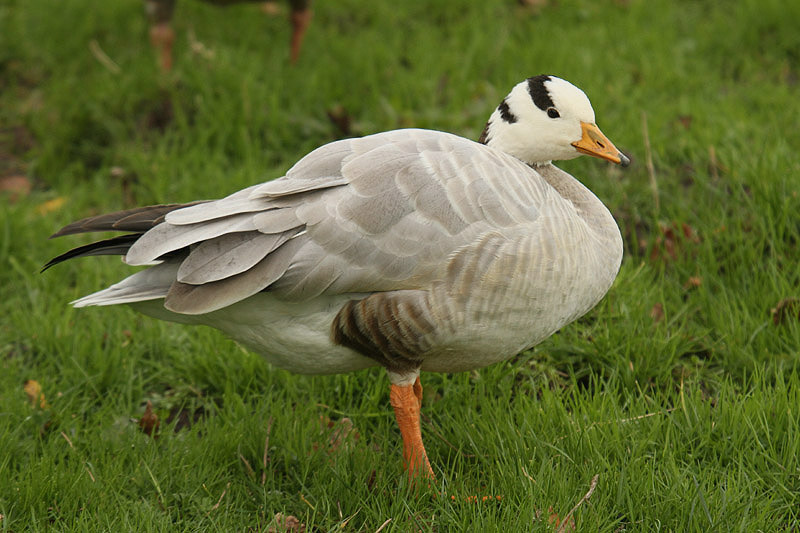 Bar-headed Goose by Mick Dryden