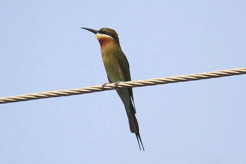 Blue-tailed Bee Eater by Mick Dryden