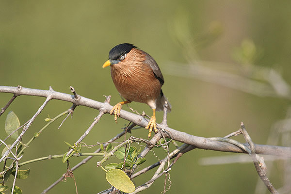 Brahminy Starling by Tony Paintin