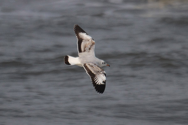 Brown-headed Gull by Mick Dryden