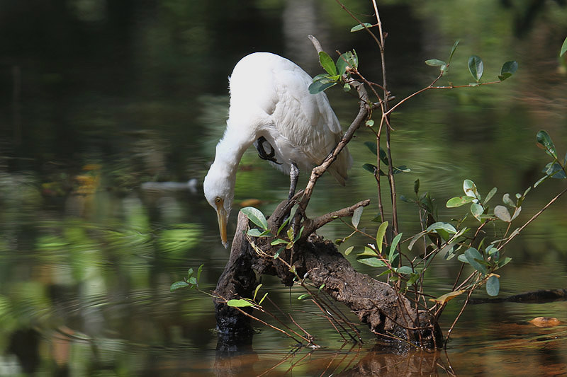 Cattle Egret by Mick Dryden