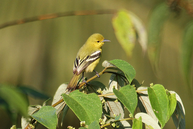 Common Iora by Mick Dryden