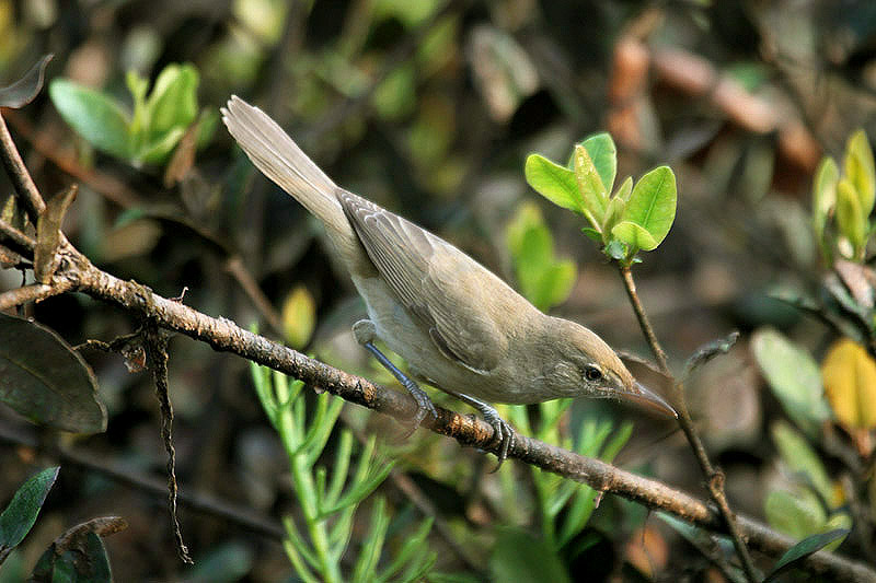 Clamorous Reed Warbler by Mick Dryden