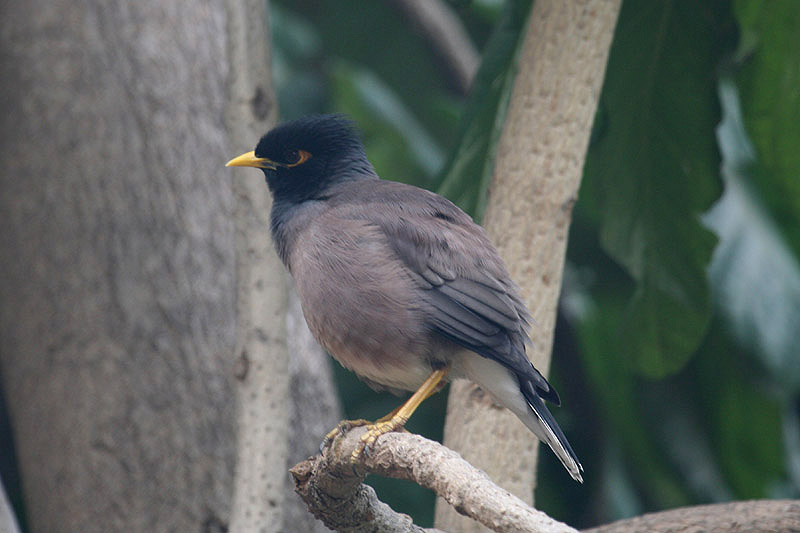 Common Myna by Tony Paintin