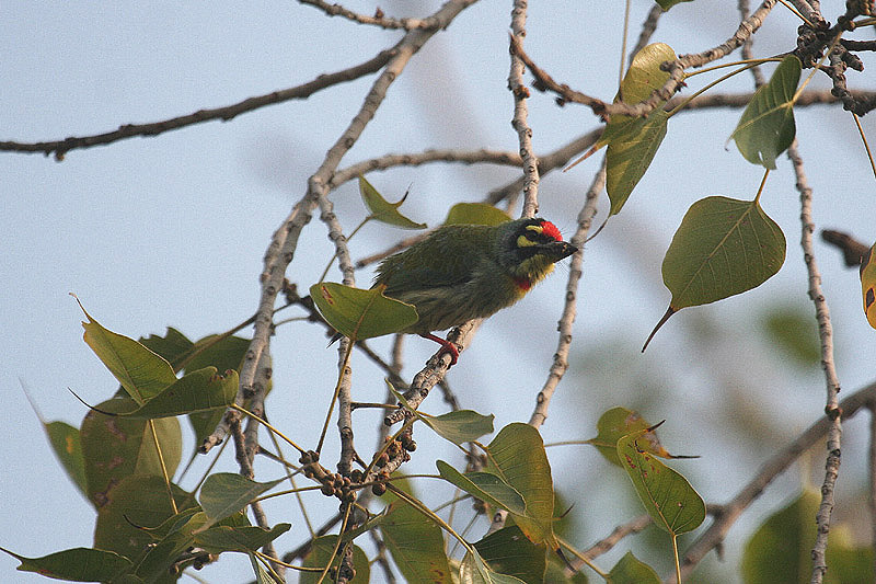 Coppersmith Barbet by Tony Paintin