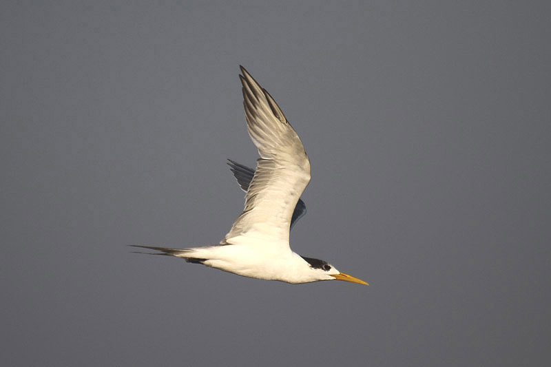 Crested Tern by Mick Dryden