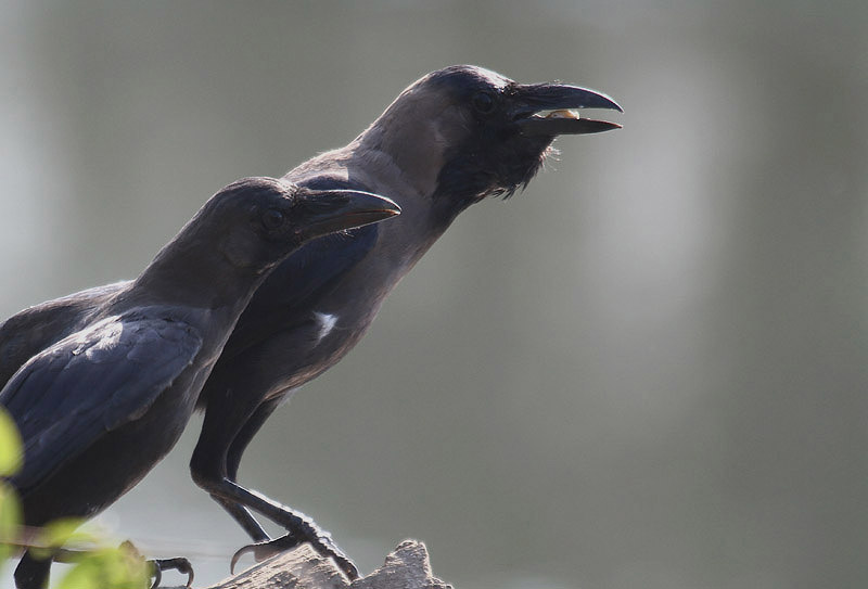 House Crow by Mick Dryden