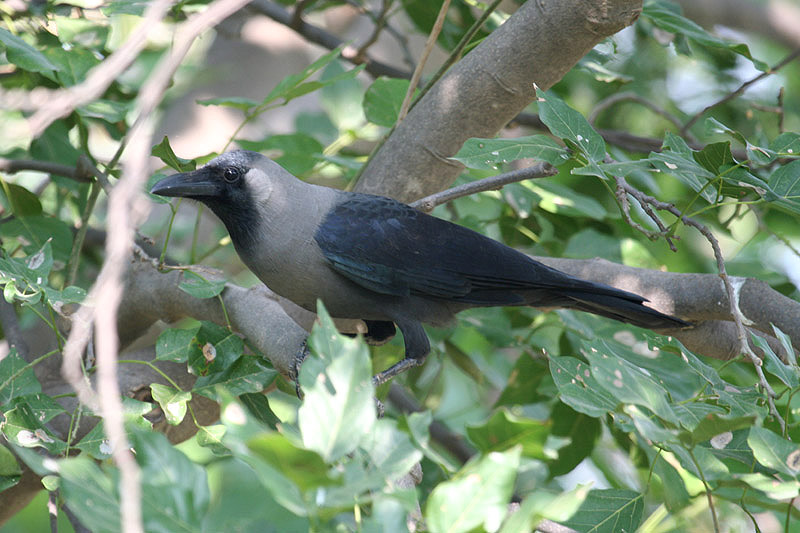 House Crow by Tony Paintin