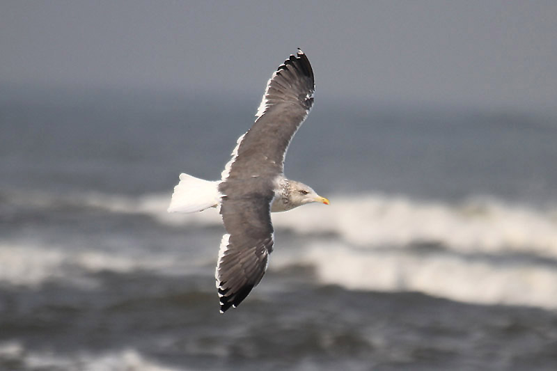 Heuglin's Gull by Mick Dryden