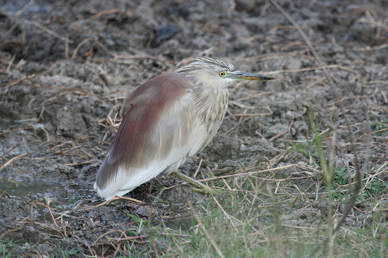 Indian Pond Heron by Tony Paintin