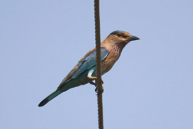 Indian Roller by Mick Dryden