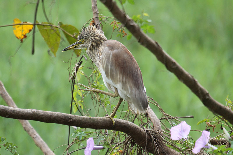Indian Pond heron by Mick Dryden
