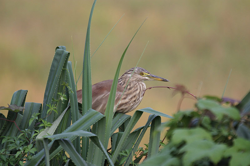 Indian Pond heron by Mick Dryden