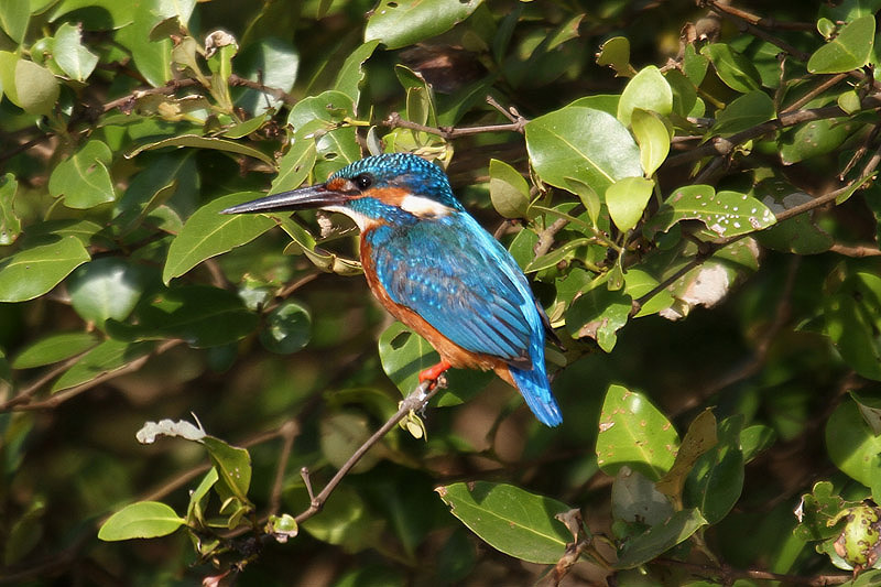 Kingfisher by Mick Dryden