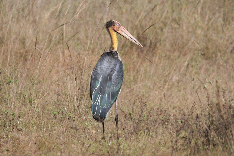 Lesser Adjutant by Tony Paintin