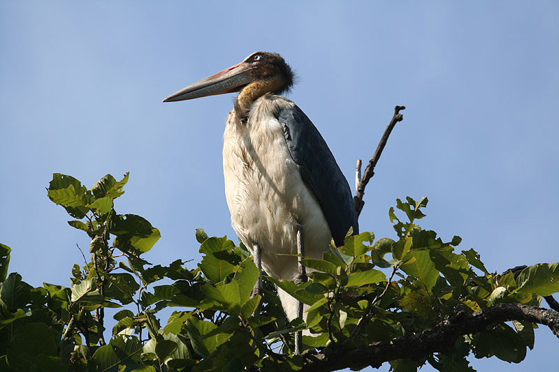 Lesser Adjutant by Tony Paintin