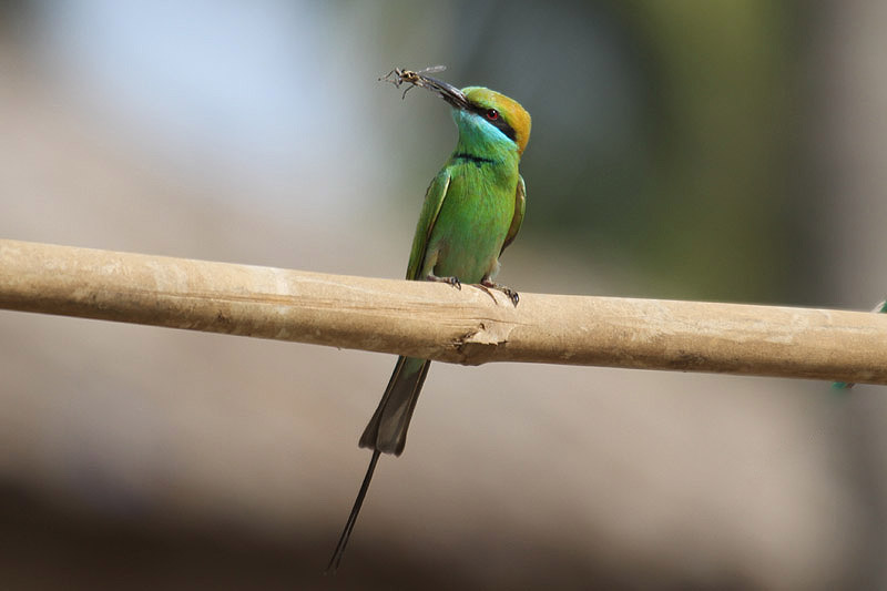 Little Green bee Eater by Mick Dryden