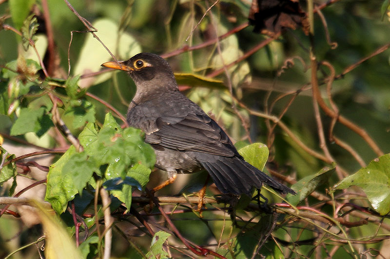 Nilgiri Blackbird by Mick Dryden