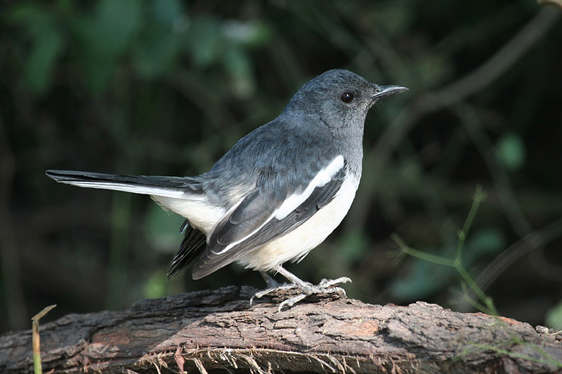 Oriental Magpie-Robin by Tony Paintin