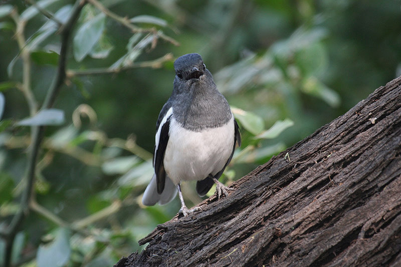 Oriental Magpie-Robin by Tony Paintin