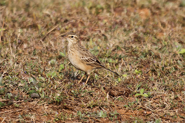 Paddyfield Pipit by Mick Dryden