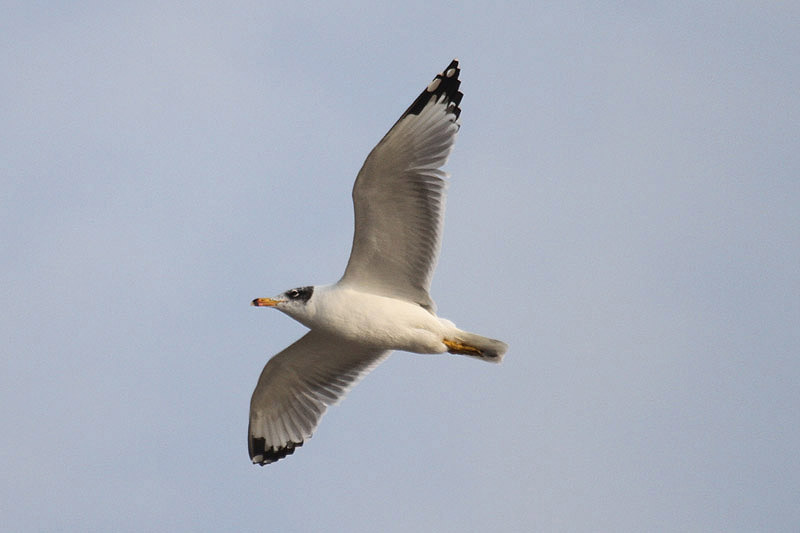 Pallas's  Gull by Mick Dryden