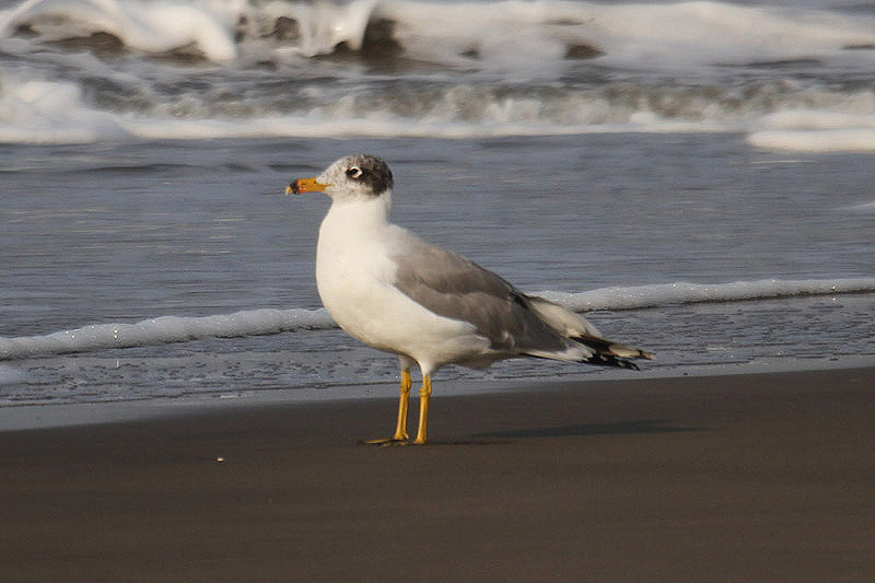 Pallas's Gull by Mick Dryden