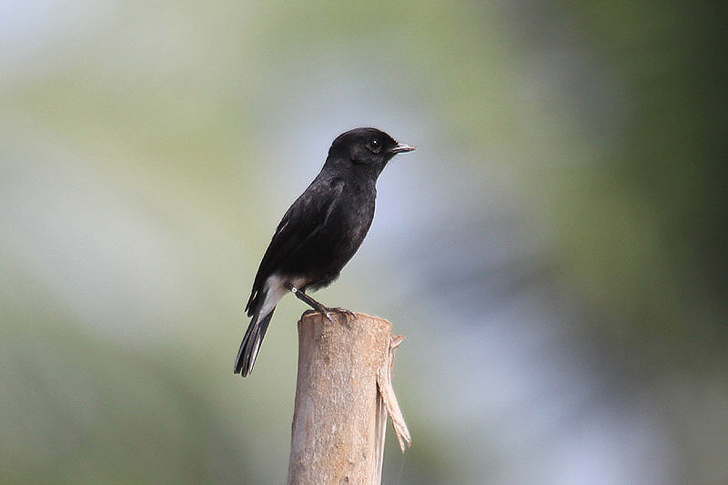 Pied Bushchat by Mick Dryden