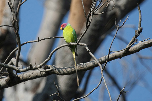 Plum-headed Parakeet by Tony Paintin