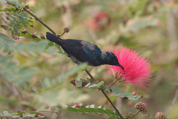 Purple Sunbird by Tony Paintin