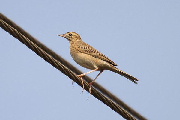 Richard's Pipit by Mick Dryden