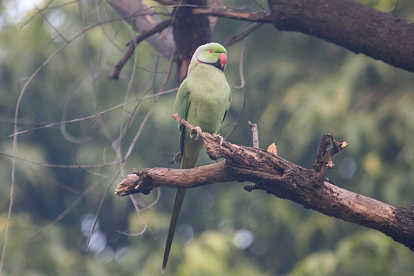 Rose-ringed Parakeet by Tony Paintin