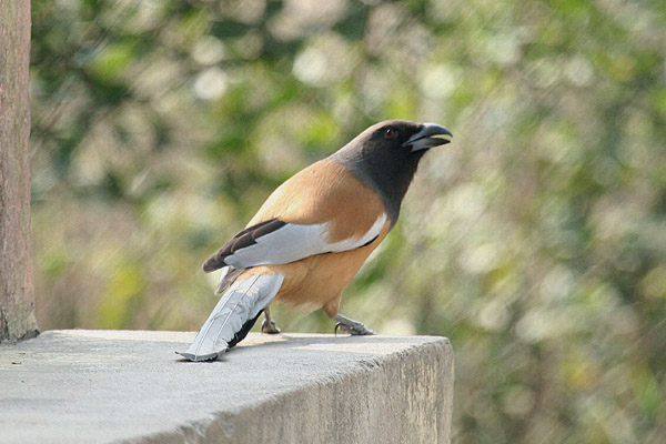 Rufous Treepie by Tony Paintin