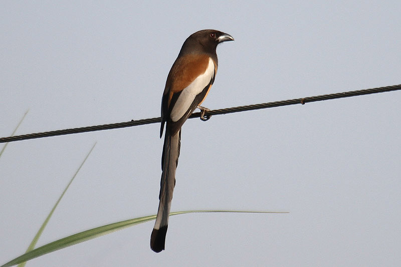 Rufous Treepie by Mick Dryden